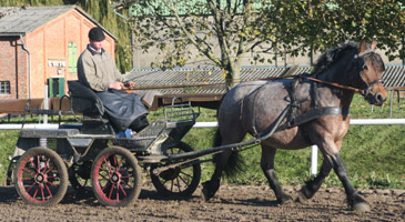 Die vierjährige ERIKA v. Eros aus der Erna-N v. Ernst von Grannsee/Eberhard II hat die Prüfung im Fahren und Ziehen in Ganschow mit Wertnote 8,51 gewonnen. Foto: Wego